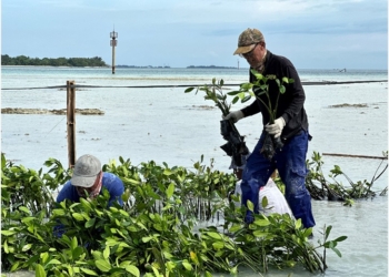 Konservasi pesisir pantai dengan melalui penanaman mangrove di Kelurahan Pulau Harapan.