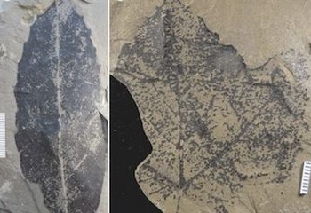 Penemuan Fosil Daun Palem Ungkap Suhu Bumi Selama 500 Juta Tahun 