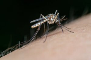 Yuk! Mengenal Nyamuk Wolbachia, Si Penangkal Virus Demam Berdarah