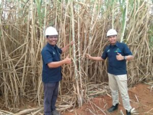 PTPN I Regional 7 Upayakan Rendemen Tebu Tinggi Sampai ke Tulungbuyut