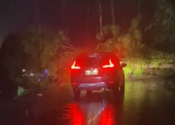 Hujan Deras Tumbangkan Pohon di Jalan Pekon Batu Kramat 