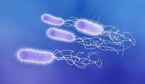 Bakteri super adalah jenis bakteri atau patogen yang telah kebal terhadap antibiotik.