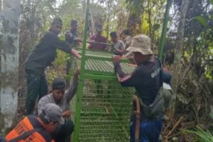 Petugas Sebar Kandang Jebak Harimau Suoh