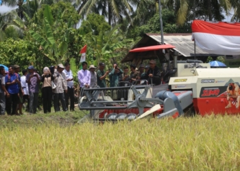 panen padi di Lampung barat