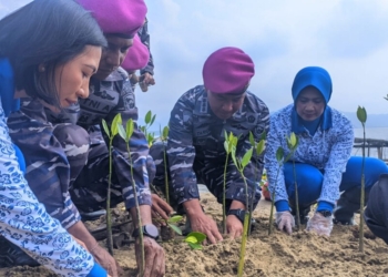 Danbrigif 4 Marinir/BS Supriyadi Tarigan saat menanam mangrove di Pantai Marine Ecopark, Sabtu, 7 September 2024 /