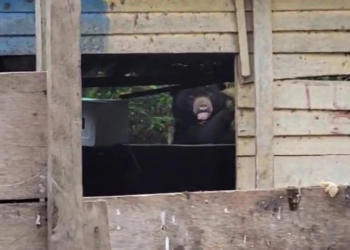 beruang masuki permukiman