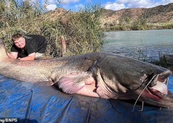 Ikan lele besar yang ditangkap di Sungai Ebro, Spanyol. (Foto: Lorna King/BNPS via Dailymail)