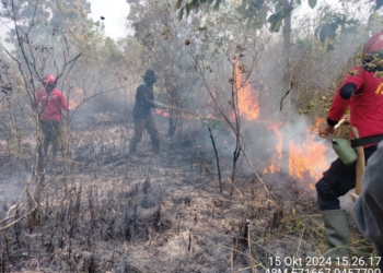 kebakaran lahan hutan TNWK
