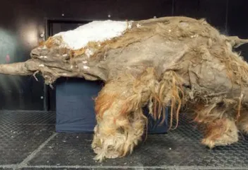 Fosil mamut 35.000 tahun. Dok National Geographic