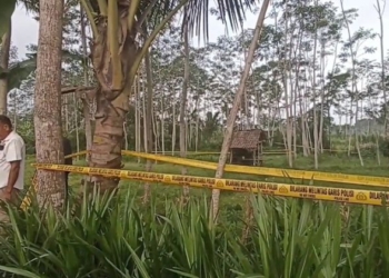 Lokasi penemuan jasad siswi kelas 1 Madrasah Ibtidaiyah (MI) di Desa Kalibarumanis, Kecamatan Kalibaru, Banyuwangi.