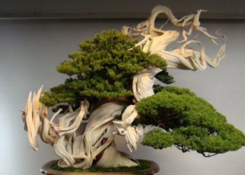 Bonsai salah satu tanaman hias termahal di dunia. Gourpon