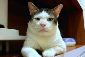 Kucing kesayangan presiden yang kini ikut tinggal di istana bernama Boby Kartanegara.