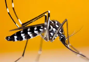 Nyamuk Aedes pembawa penyakit chikungunya atau flu tulang. Dok/Google Images
