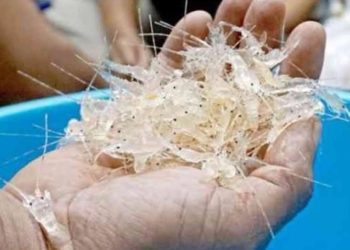 DJBC Sumbagbar dan Bea Cukai Lampung Gagalkan Penyelundupan Benih Lobster