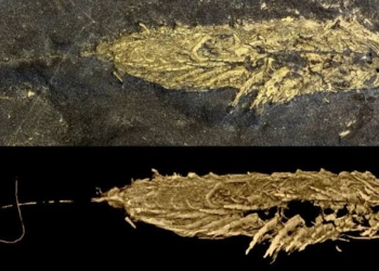 Fosil kuno berkilauan yang juga merupakan 'portal' ke alam 450 juta tahun yang lalu. Foto: Luke Parry/Yu Liu/Ruixin Ran