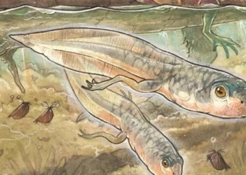 Ilustrasi fosil kecebong purba.