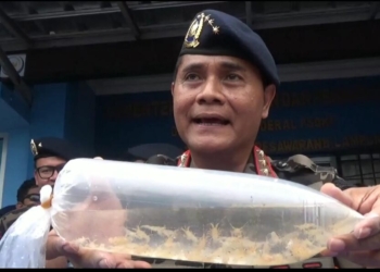Penggagalan penyelundupan benih bening lobster beberapa waktu lalu. Lampost.co/Andi Apriadi
