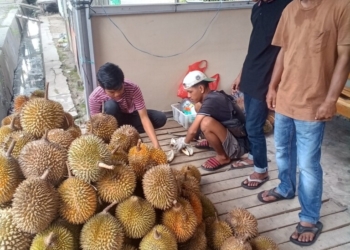 Lapak durian