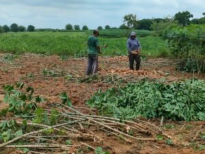 Petani Lampung Ingin Perpres Akomodir Harga Singkong