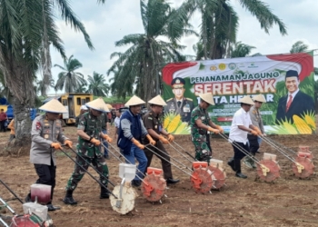 Penanaman jagung di Kebun Rejosari Natar untuk dukung swaswmbada pangan.