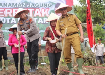 Pj. Bupati Lambar Nukman bersama forkopimda melaksanakan gerakan tanam jagung serentak dalam rangka mendukung swasembada pangan nasional tahun 2025, Selasa, 21 Januari 2025. Dok/Pembak Lambar