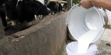 IMPOR SAPI. Pekerja memindahkan susu sapi hasil perahannya di salah satu peternakan Sapi Perah kawasan Cipayung, Jakarta Timur. ANTARA