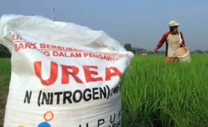 Sebanyak 759.098 Petani di Lampung dapat Alokasi Pupuk Subsidi di 2025