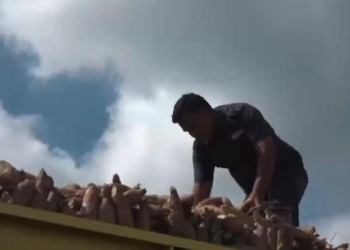Salah satu perusahaan di Lampung sedang mengumpulkan singkong dari petani. Dok
