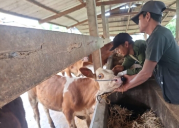 Petugas vaksinasi saat melakukan vaksin terhadap sapi milik masyarakat. (Foto: Lampost.co/Bambang Pamungkas)