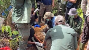 Harimau Sumatra Terjerat Perangkap Berhasil Dievakuasi