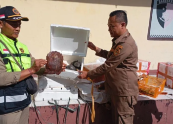 Petugas Balai Karantina Lampung memperlihatkan kura-kura dari aksi penyelundupan satwa liar di Bandar Lampung, Minggu (20/4/2025). ANTARA/HO-Karantina Lampung.