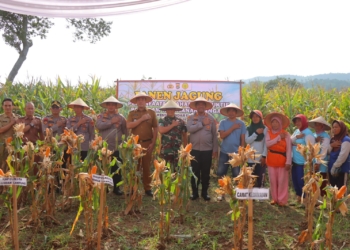 Kolaborasi antara Kepolisian, Pemerintah Kota Bandar Lampung dan Kelompok Tani memanen jagung di lahan kebun wilayah Kelurahan Bumi Kedamaian, Kecamatan Kedamaian, Bandar Lampung.Selasa, 29 April 2025. Dok. tribratanews.lampung.polri.go.id.