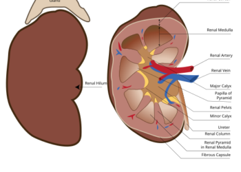 Pentingnya fungsi ginjal menjaga kesimbangan tubuh.