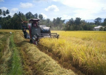 Ilustrasi pertanian. // Dok Google