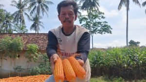 Tak Terserap Bulog, Petani Jagung Lampung Menjerit Harga Anjlok