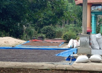 Petani di sentra kopi, Lampung Utara menjemur kopi. Meski harga terus mengalami penurunan jelang Idul Adha. Mereka masih bersyukur mendapat panen yang cukup tinggi, Sabtu, 31 Mei 2025. (FOTO: Lampost.co/ Fajar Nofitra)