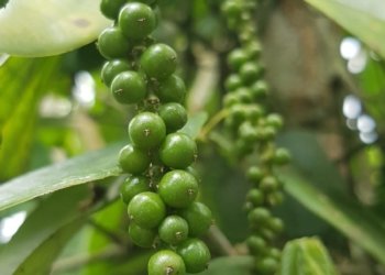 Lampung Dorong Budi Daya Lada Organik, Prospek Cerah Menuju Pasar Ekspor