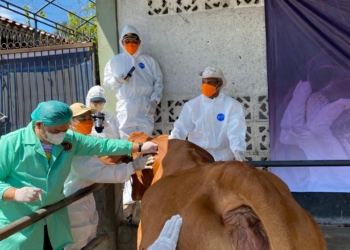 Badan Karantina Indonesia (Barantin) melakukan Kampanye Ring Vaksinasi guna mencegah penyakit mulut dan kuku (PMK) terhadap hewan ternak di Lampung Tengah, Selasa (20/5).