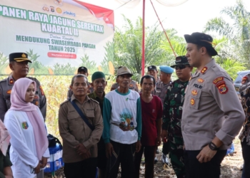 Polres Way Kanan dan polsek jajaran menggelar panen raya jagung serentak kuartal 2 di lahan pertanian seluas sekitar 11 hektar Kabupaten Way Kanan, Kamis, 05 Juni 2025. Dok Polres