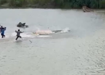 Warga kejar buaya yang menyeret tubuh Mbah Wasim, di Sungai Way Semaka, Tanggamus pada Senin, 30 Juni 2025. (Tangkapan layar video warga)