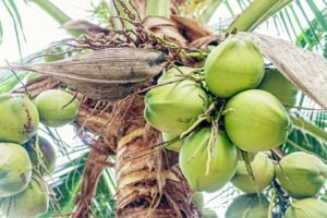 Ini 6 Penyakit yang Dapat Reda dengan Minum Air Kelapa Muda