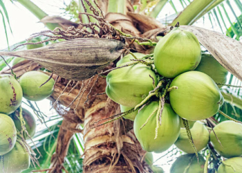 Ini 6 Penyakit yang Dapat Reda dengan Minum Air Kelapa Muda
