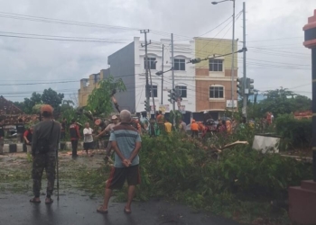Petugas BPBD evakuasi pohon tumbang