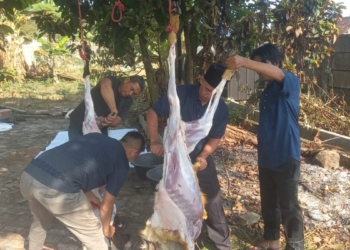 Suasana penyembelihan hewan kurban di Masjid Nursiah Daud Paloh Lampung Post, Jumat (6/7). (Lampung Post / Hendrivan Gumala)
