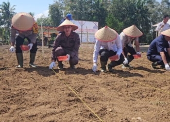 Kajari Mesuji bersama Kapolres, Wakil Bupati, dan Danramil 426-01 melakukan penanaman jagung. (Foto: Lampost.co / Ridwan Anas)