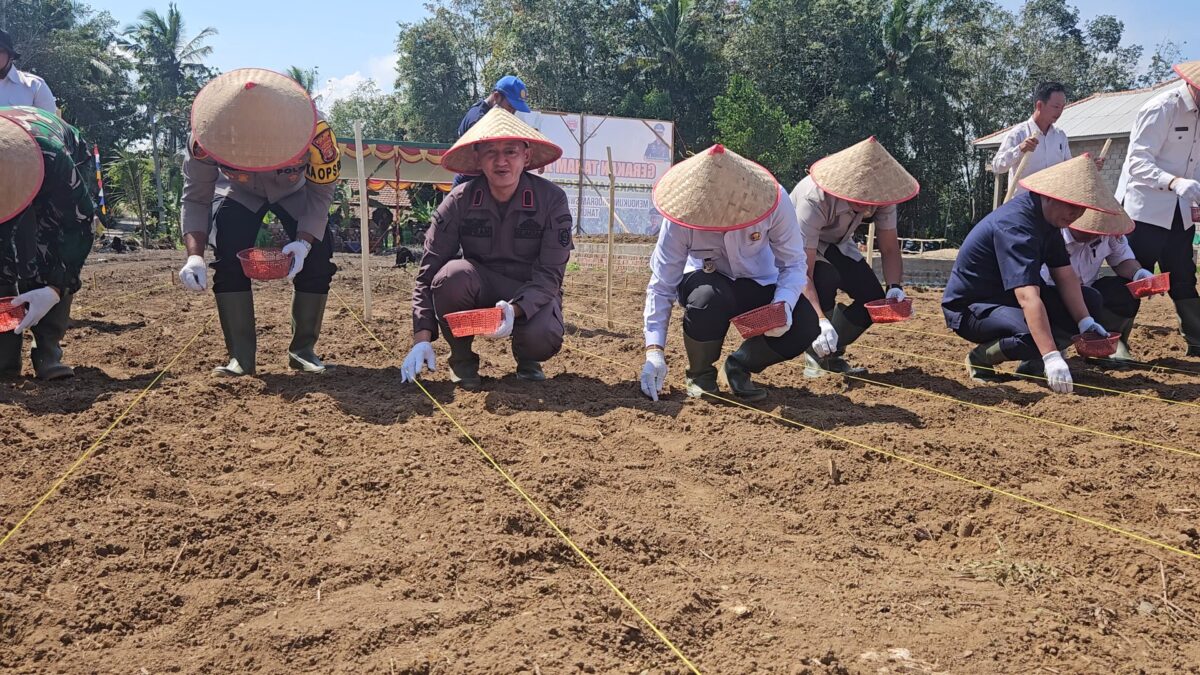 Kajari Mesuji bersama Kapolres, Wakil Bupati, dan Danramil 426-01 melakukan penanaman jagung. (Foto: Lampost.co / Ridwan Anas)