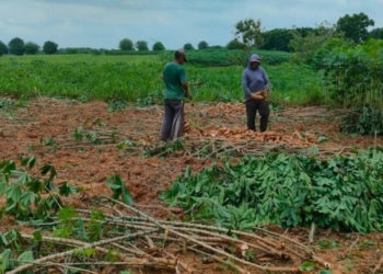Petani sedang memanen singkong di ladang yang berlokasi di Desa Sabah Balau, Lampung Selatan. (Foto: Lampost.co // Atika)