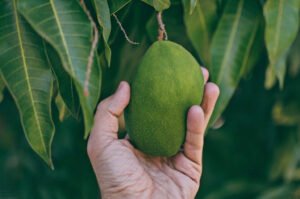 Segar dan Kaya Nutrisi, Ini 5 Manfaat Mangga Muda untuk Kesehatan Tubuh