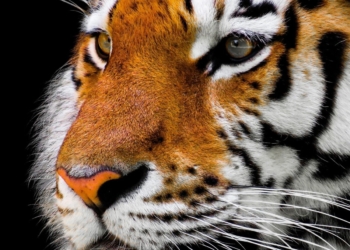 Warga Kian Resah, Konflik Harimau dan Manusia Tak Kunjung Usai