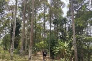 Kawasan Hutan yang Masuk Kewenangan Pemprov Lampung 56 Persen